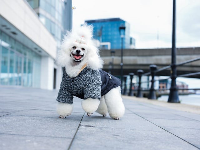 Cheviot Tweed Trimmed Parka - Hundtäcke