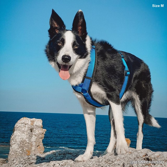 Anny-X Fun Hundsele Svart/Blå