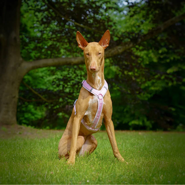 Anny-X Fun Hundsele Cotton Candy