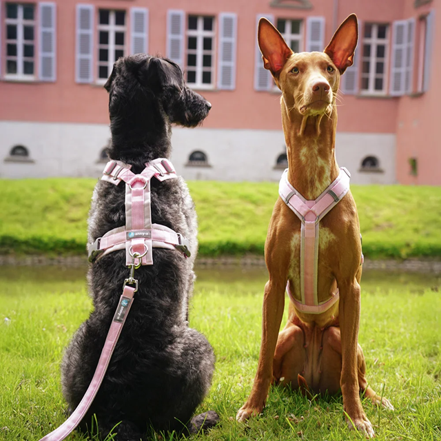 Anny-X Fun Hundsele Cotton Candy