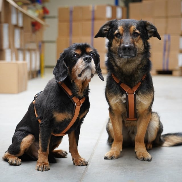 Anny-X Fun Hundsele Brun/Amber