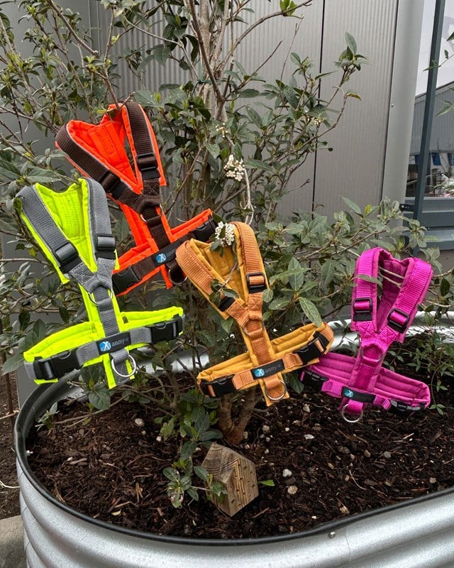 Anny-X Fun Hundsele Echinacea