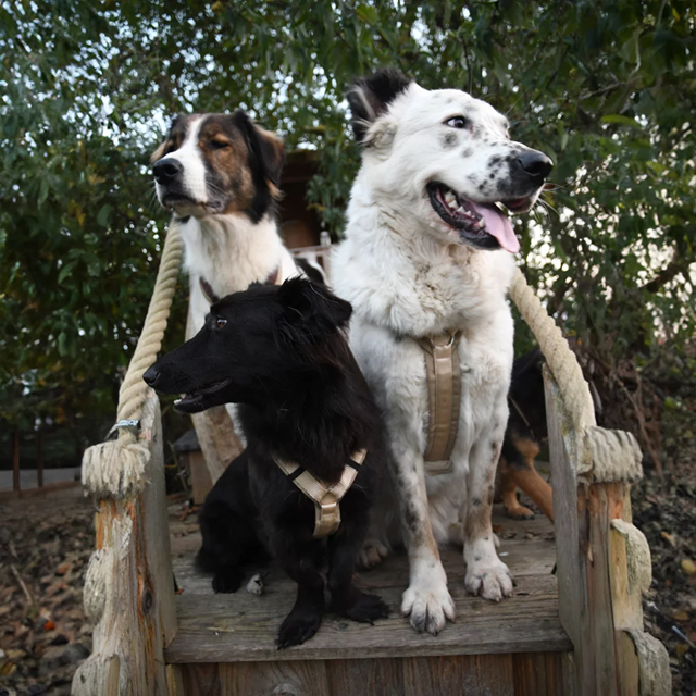 Anny-X Fun Hundsele Guelder Rose