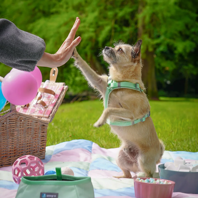 Anny-X Fun Hundsele Lollipop