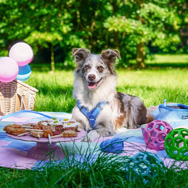 Anny-X Fun Hundsele Marshmallow