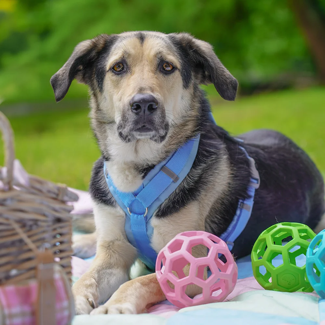 Anny-X Fun Hundsele Marshmallow
