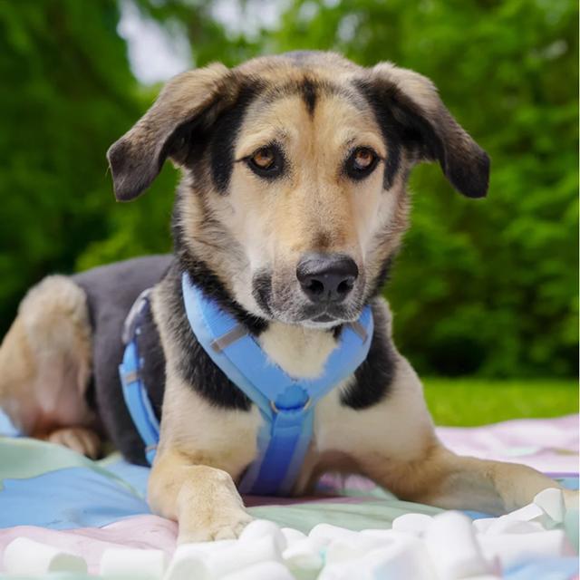 Anny-X Fun Hundsele Marshmallow