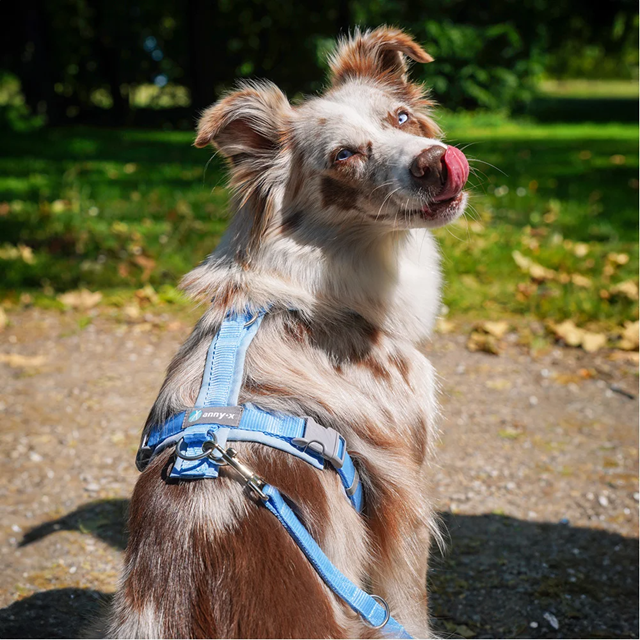 Anny-X Fun Hundsele Marshmallow