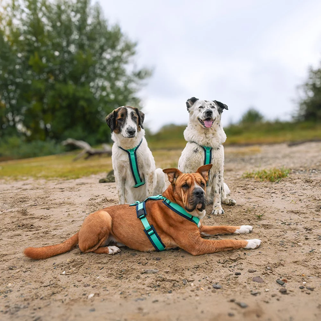 Anny-X Fun Hundsele Ocean