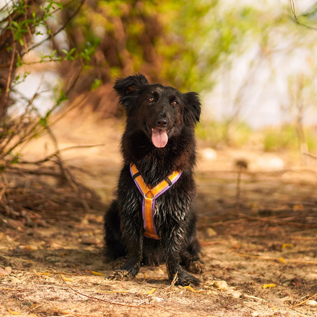 Anny-X Fun Hundsele Primrose