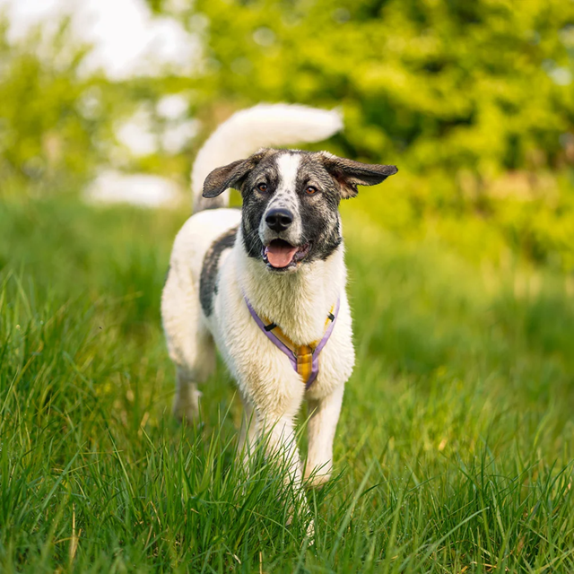 Anny-X Fun Hundsele Primrose