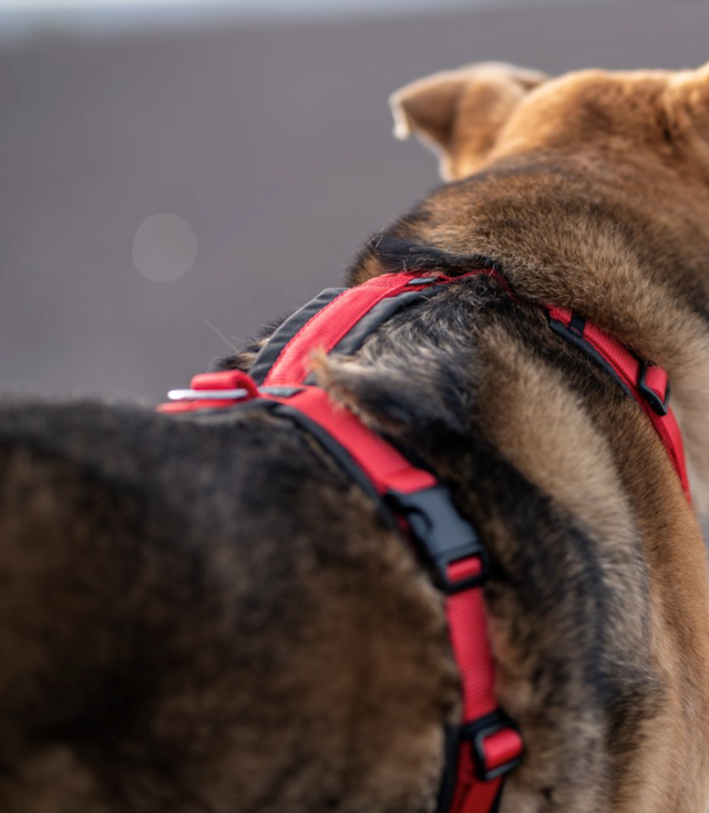 Anny-X FUN Hundsele Röd/Svart