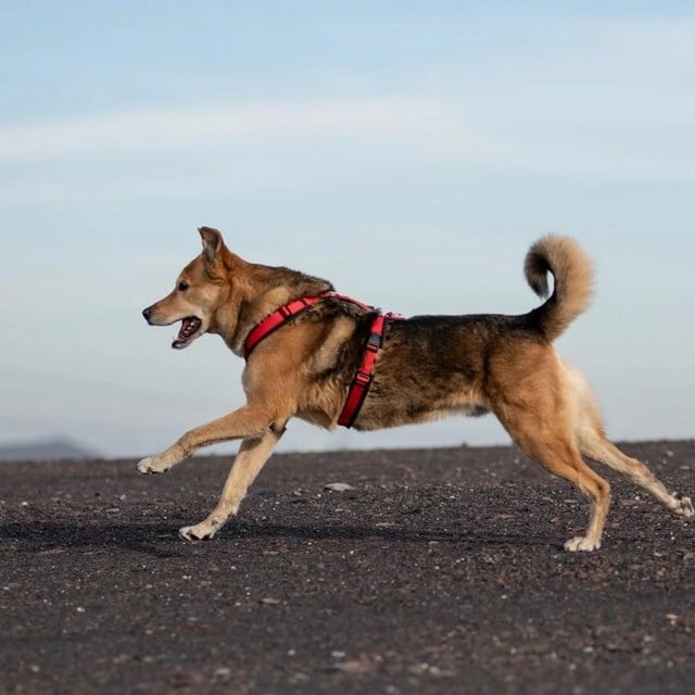 Anny-X FUN Hundsele Röd/Svart