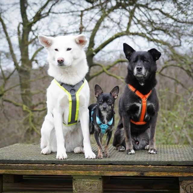 ANNY-X HUNDSELE PROTECT LUMINOUS GUL/GRÅ