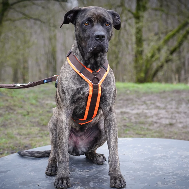 ANNY-X HUNDSELE PROTECT LUMINOUS ORANGE/BRUN