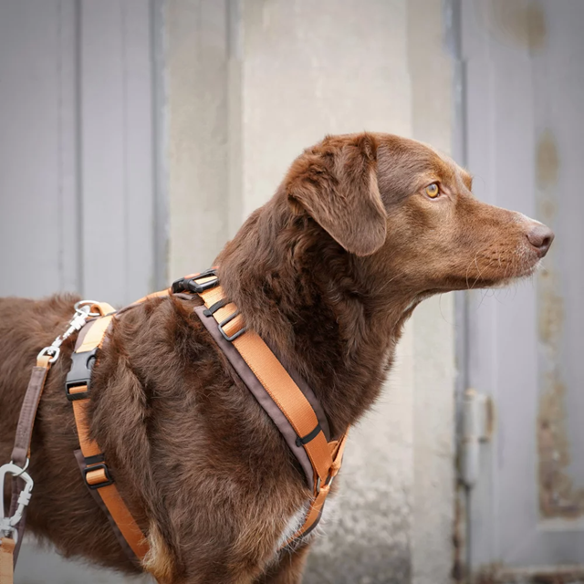 Anny-X Open Fun Hundsele Brun/Amber