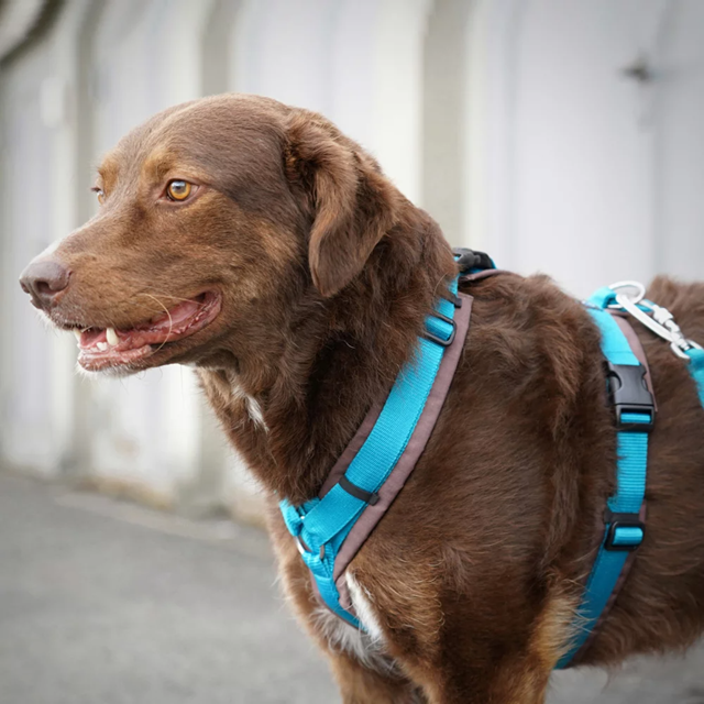 Anny-X Open Fun Hundsele Brun/Petrol