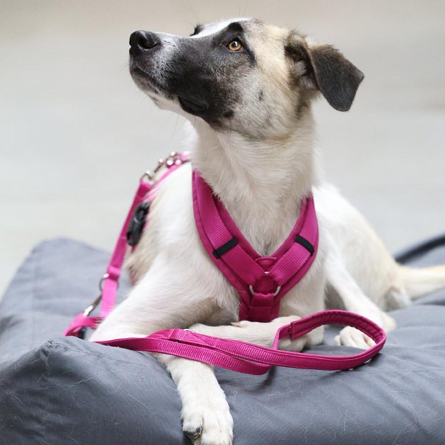 Anny-X Open Fun Hundsele Echinacea