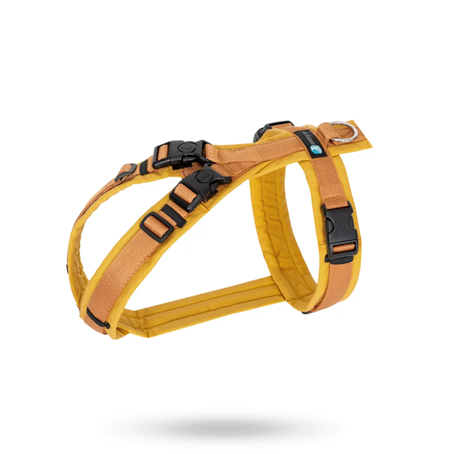 Anny-X Open Fun Hundsele Forsythia