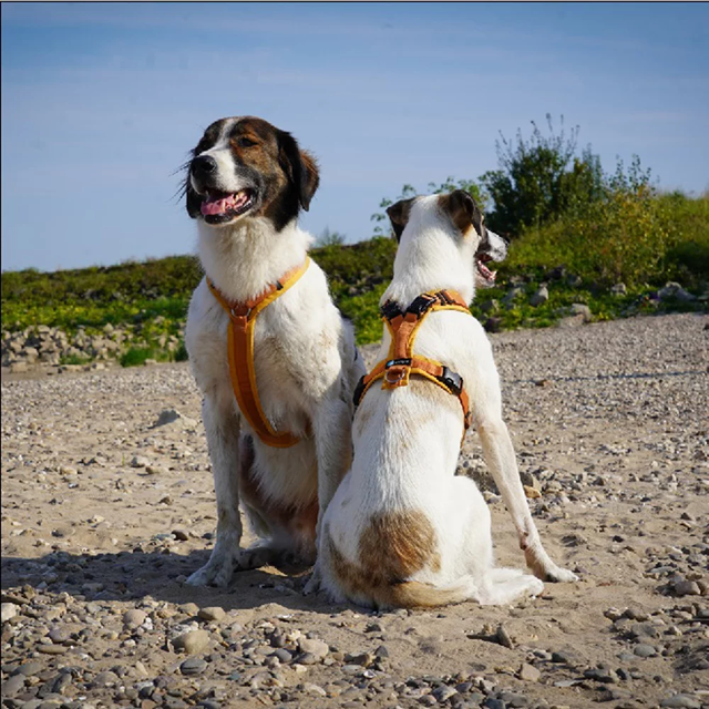 Anny-X Open Fun Hundsele Forsythia