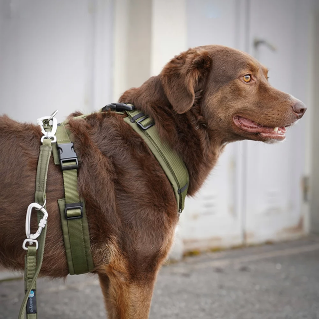 Anny-X Open Fun Hundsele Oliv/Oliv