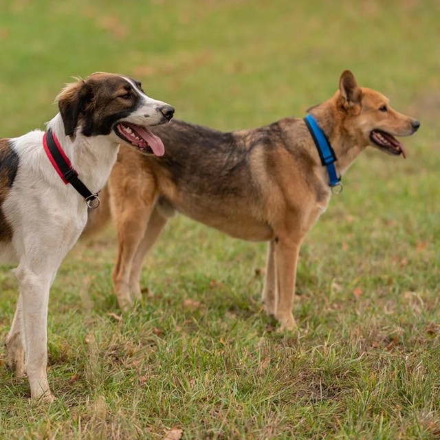 Anny-x Pull Stop Halvstryp Halsband - Svart