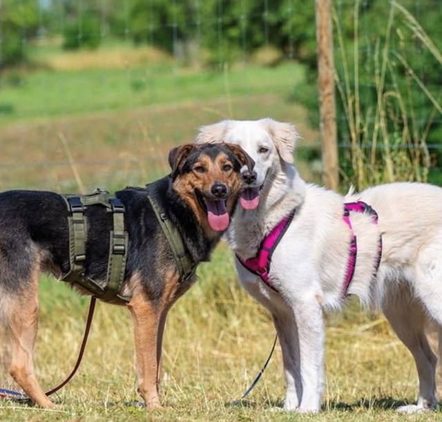 Anny-X Safety Hundsele Black