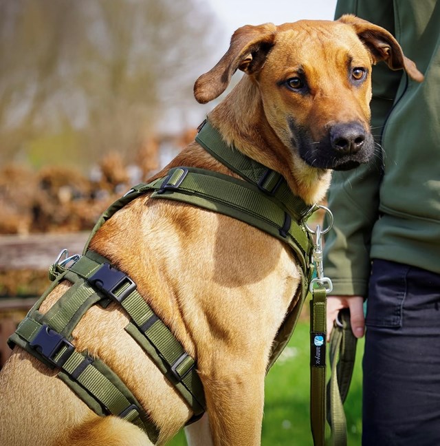 Anny-X Safety Hundsele Black