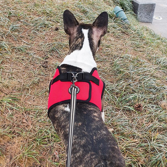 Night Safety Long Lead - Svart Reflexkoppel 3 m