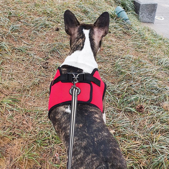 Night Safety Long Lead - Svart Reflexkoppel 5 m