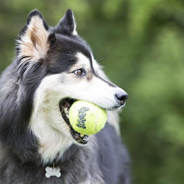 KONG AIRDOG SQUEAKAIR TENNISBOLL M 7CM