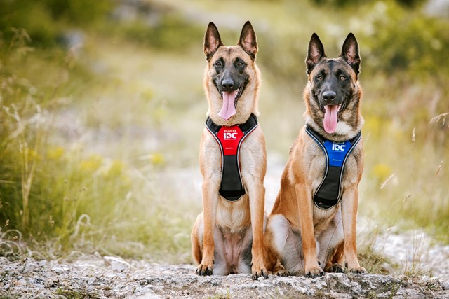 K9 IDC Longwalk Röd/Grå