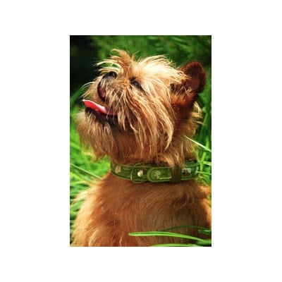 Camo Couture Grön - XL