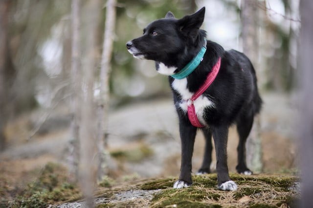 Casual ECO Y-sele - Ruby