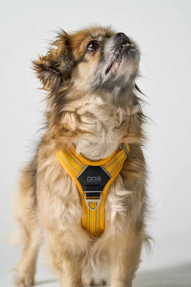 Comfort Walk Air 3.0 Harness Lemon