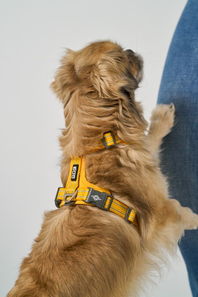 Comfort Walk Air 3.0 Harness Lemon