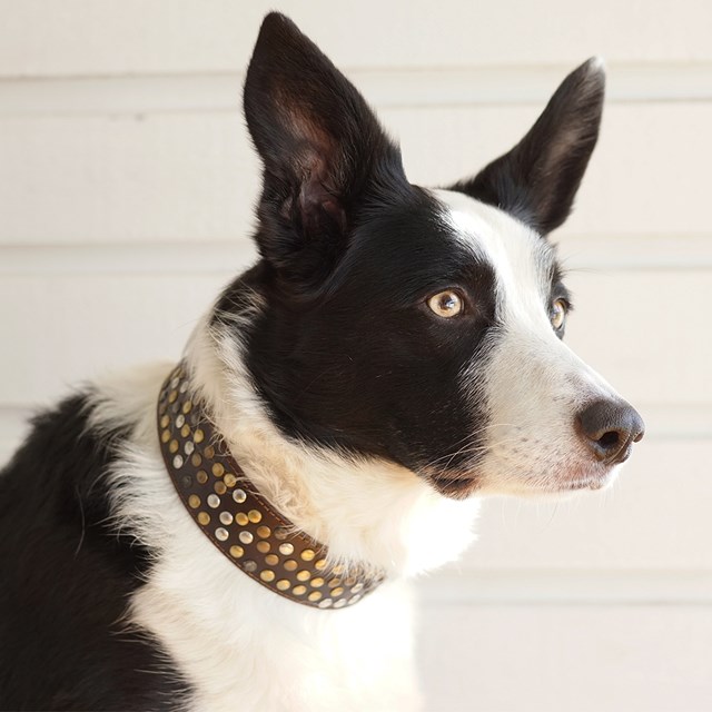 COOLSTUFF Brown - Läder Hundhalsband