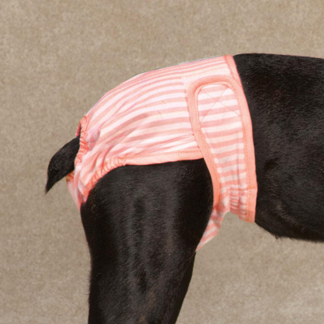 CQ Female Pup Pants Tikskydd - Rosa