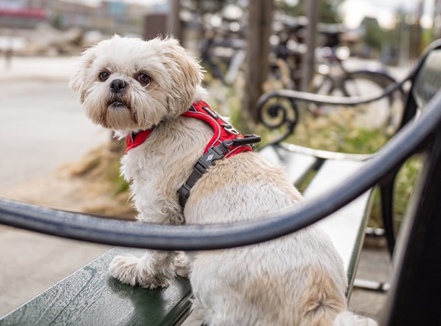 Comfort Walk Pro Harness Ny 2020 - Classic Red