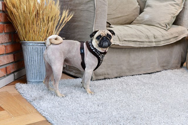 Leonard Brown - Fodrad Hundsele