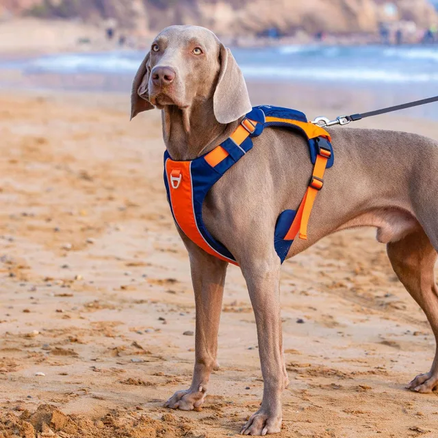 Safe-Walk Backpack Harness - Orange