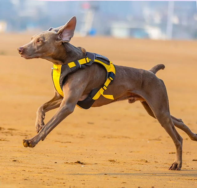 Safe-Walk Backpack Harness - Gul