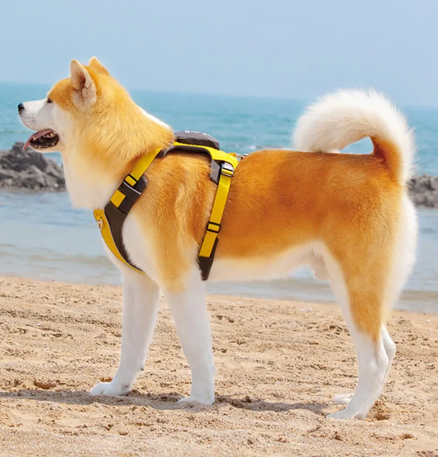 Safe-Walk Backpack Harness - Gul