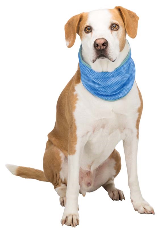 Kylbandana XL 46-56 cm - Blå
