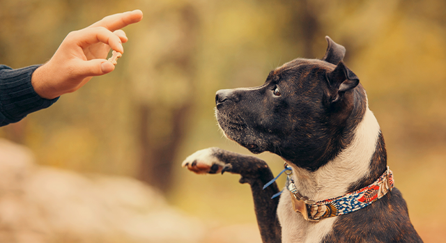 Bästa belöningsgodiset för hundträning – vad ska du välja?