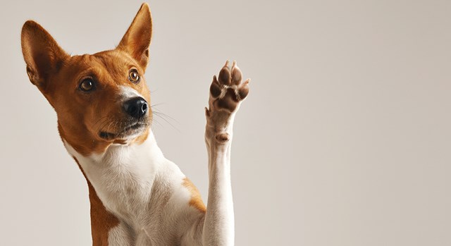 Klippa klor på hund