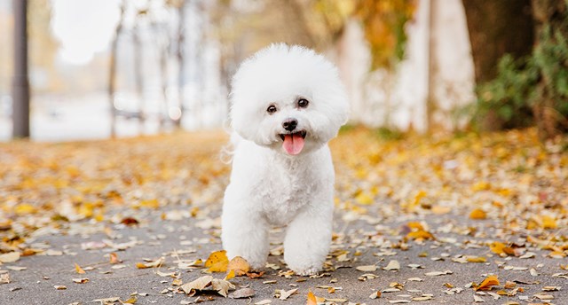 Allergivänliga hundar - en guide för dig med måttlig allergi