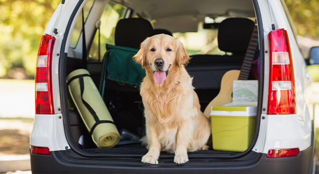 Packlista för hundägare – allt du behöver på resan