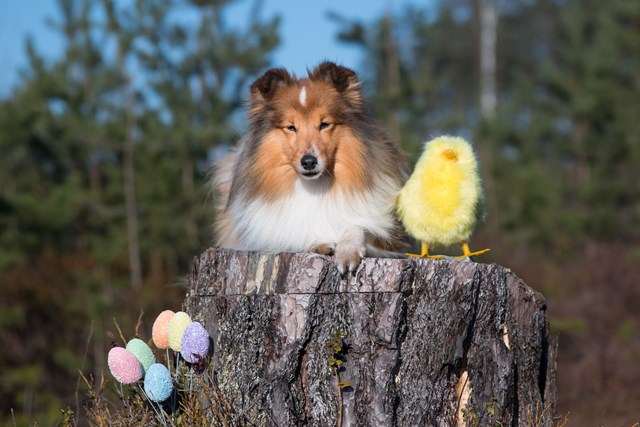 Fira påsk med hund