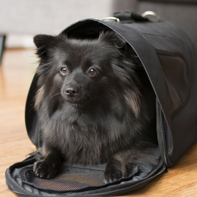 Dogman Bärväska Snobben upp till 7kg - Svart